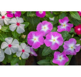 Vinca Mixed Flower Seeds(38-50 seeds/pack)