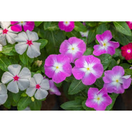 Vinca Mixed Flower Seeds(38-50 seeds/pack)