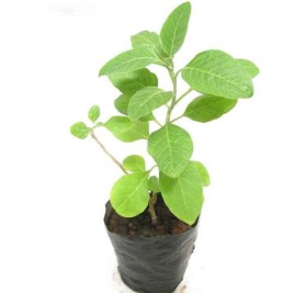 Ashwagandha Potted Plant (Withania Somnifera)