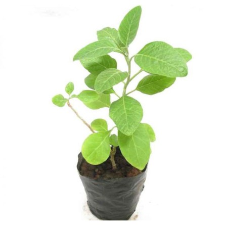 Ashwagandha Potted Plant (Withania Somnifera)