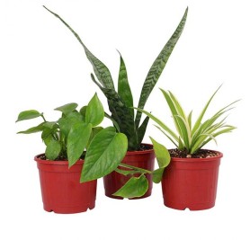 Pack of 3 Table Top Office Desk Plants