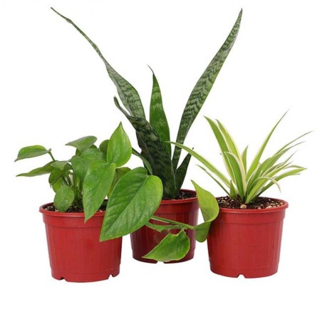 Pack of 3 Table Top Office Desk Plants