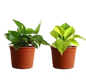 Combo of 2 Money Plant