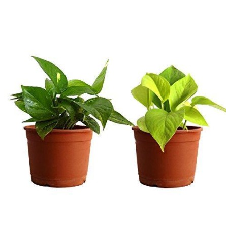 Combo of 2 Money Plant