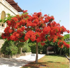 Gulmohar (Delonix Regia)