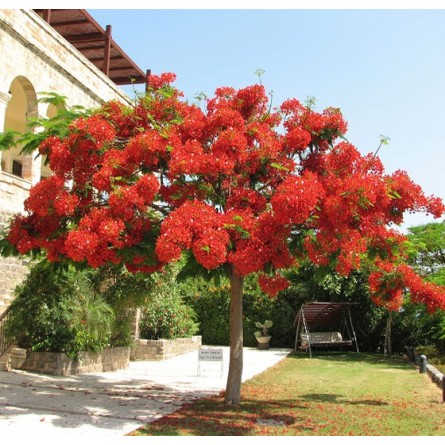 Gulmohar (Delonix Regia)