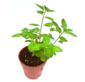 Tulsi ( Indian Basil)