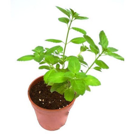 Tulsi ( Indian Basil)